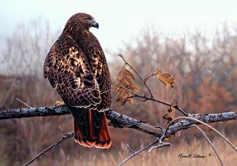 Fall Redtail