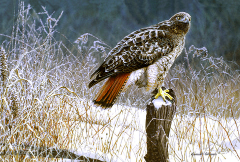 Winter Redtail