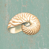 Nautilus -  Lisa Danielle - McGaw Graphics