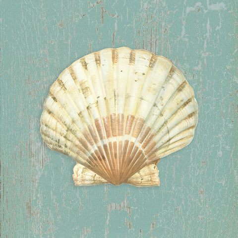 Scallop Shell -  Lisa Danielle - McGaw Graphics