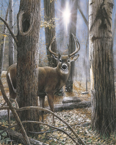 Woodland Sentry -  Kevin Daniel - McGaw Graphics