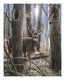 Woodland Sentry -  Kevin Daniel - McGaw Graphics