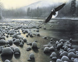Eagle Over Water -  Kevin Daniel - McGaw Graphics