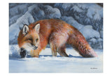 Fox at the Pines -  Kevin Daniel - McGaw Graphics