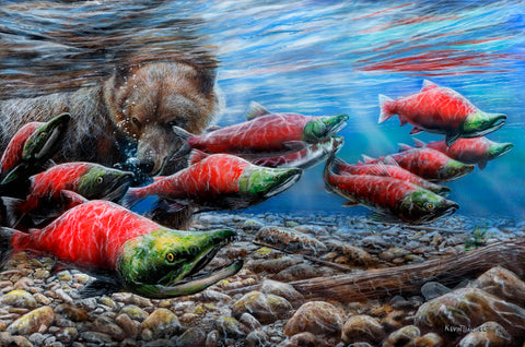 The Last Run - Sockeye Salmon -  Kevin Daniel - McGaw Graphics