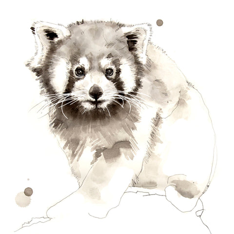 Red Panda -  Philippe Debongnie - McGaw Graphics