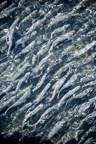 Alewives at Damariscotta, Maine -  Jim Dugan - McGaw Graphics