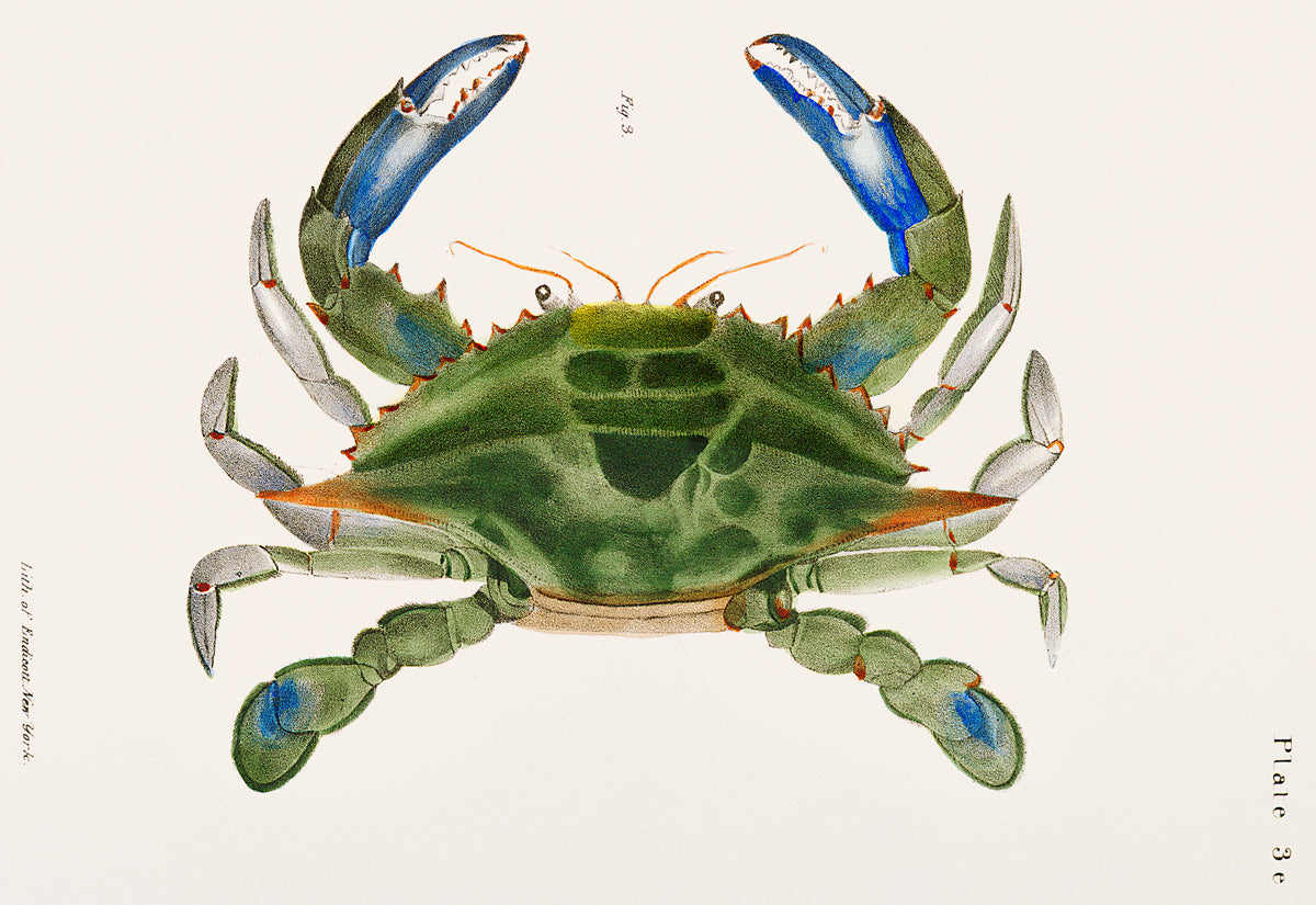 Blue Crab Illustration,1842‚Äì1844 | McGaw Graphics