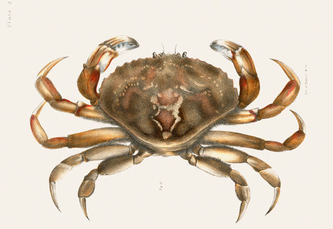 Rock Crab Illustration, 1842–1844 -  James Ellsworth De Kay - McGaw Graphics