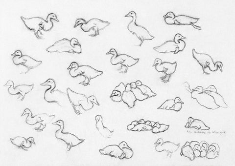 Study sketch of ducks -  Julie de Graag - McGaw Graphics