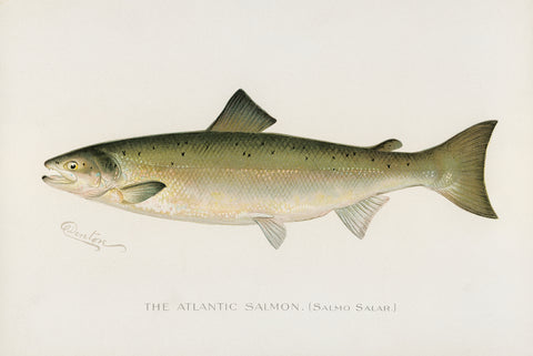 Atlantic Salmon, 1913 -  Sherman F. Denton - McGaw Graphics
