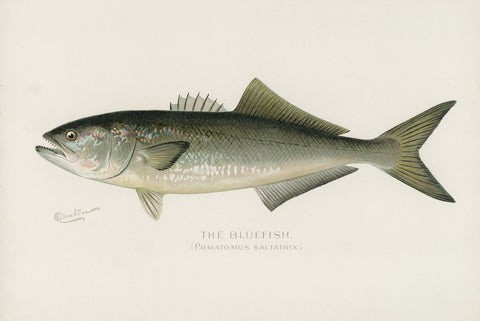 Bluefish, 1913 -  Sherman F. Denton - McGaw Graphics