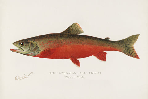Canadian Red Trout, 1913 -  Sherman F. Denton - McGaw Graphics