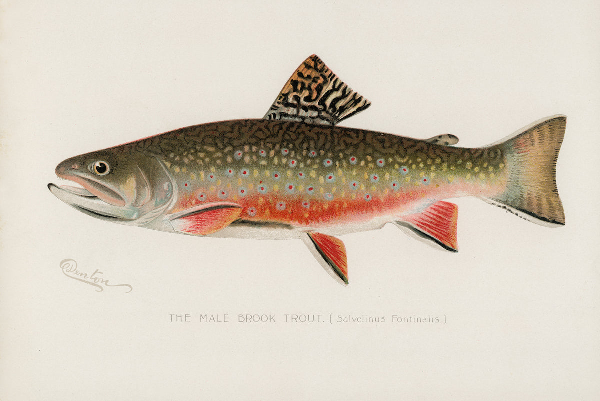 Brook ブルック　Cutthroat Trout Sweat L Male Brook Trout, 1913 | McGaw Graphics
