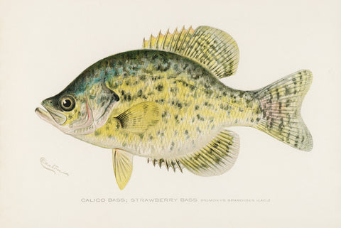 Calico Bass; Strawberry Bass, 1913 -  Sherman F. Denton - McGaw Graphics
