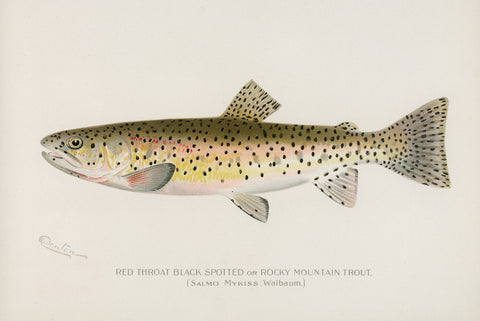 Red Throat Black Spotted or Rocky Mountain Trout, 1913 -  Sherman F. Denton - McGaw Graphics