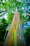 Painted Eucalyptus -  Dennis Frates - McGaw Graphics