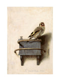 The Goldfinch, 1654 -  Carel Fabritius - McGaw Graphics