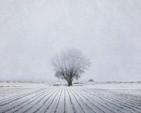 Foggy Winter Morning -  Trent Foltz - McGaw Graphics