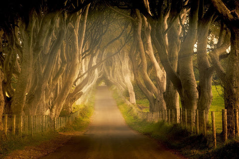 Enchanted Road -  Dennis Frates - McGaw Graphics