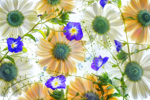 Gerbera flowers and Blue Ensign -  Dennis Frates - McGaw Graphics