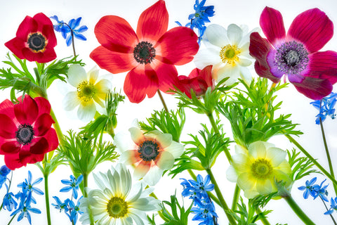 Flower Arrangement with Anemones -  Dennis Frates - McGaw Graphics