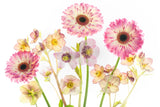 Gerbera and Hellebore Bouquet -  Dennis Frates - McGaw Graphics