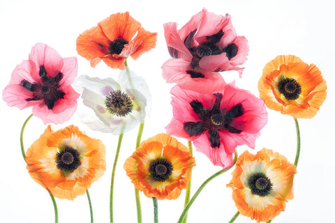 Oriental Poppy Bouquet I -  Dennis Frates - McGaw Graphics