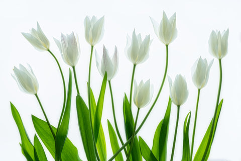 Bouquet of White Tulips -  Dennis Frates - McGaw Graphics