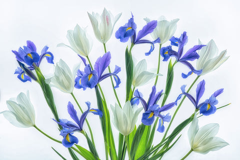 Bouquet of Tulips and Irises -  Dennis Frates - McGaw Graphics