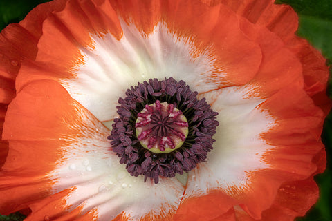 Close up of Red Oriental Poppy Flower -  Dennis Frates - McGaw Graphics