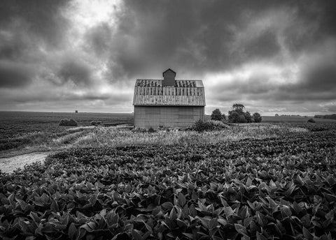 Soy Beans and Steel Corn Crib