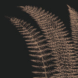 Fern I (on black) -  Botanical Series - McGaw Graphics