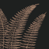 Fern II (on black) -  Botanical Series - McGaw Graphics
