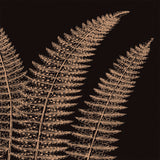 Fern II (on black) -  Botanical Series - McGaw Graphics