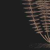 Fern III (on black) -  Botanical Series - McGaw Graphics