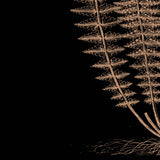 Fern III (on black) -  Botanical Series - McGaw Graphics