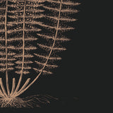 Fern IV (on black) -  Botanical Series - McGaw Graphics