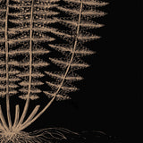 Fern IV (on black) -  Botanical Series - McGaw Graphics