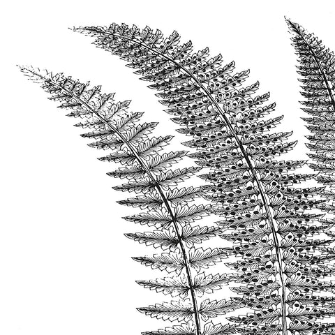 Fern I (on white) -  Botanical Series - McGaw Graphics