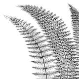 Fern I (on white) -  Botanical Series - McGaw Graphics