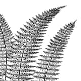 Fern II (on white) -  Botanical Series - McGaw Graphics