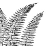 Fern II (on white) -  Botanical Series - McGaw Graphics