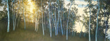 Hillside Birches -  Elissa Gore - McGaw Graphics