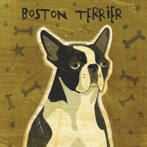 Boston Terrier (square) -  John W. Golden - McGaw Graphics