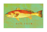 Red Drum -  John W. Golden - McGaw Graphics