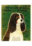 Cavalier King Charles (tri-color) -  John W. Golden - McGaw Graphics