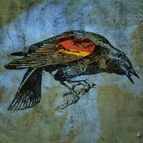 Red Wing Blackbird No. 1 -  John W. Golden - McGaw Graphics