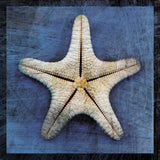 Armored Starfish Underside -  John W. Golden - McGaw Graphics