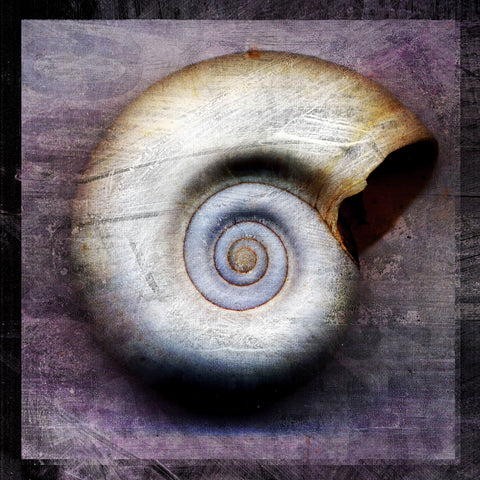 Moon Snail -  John W. Golden - McGaw Graphics